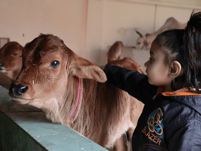 Animal Rescue & Shelter